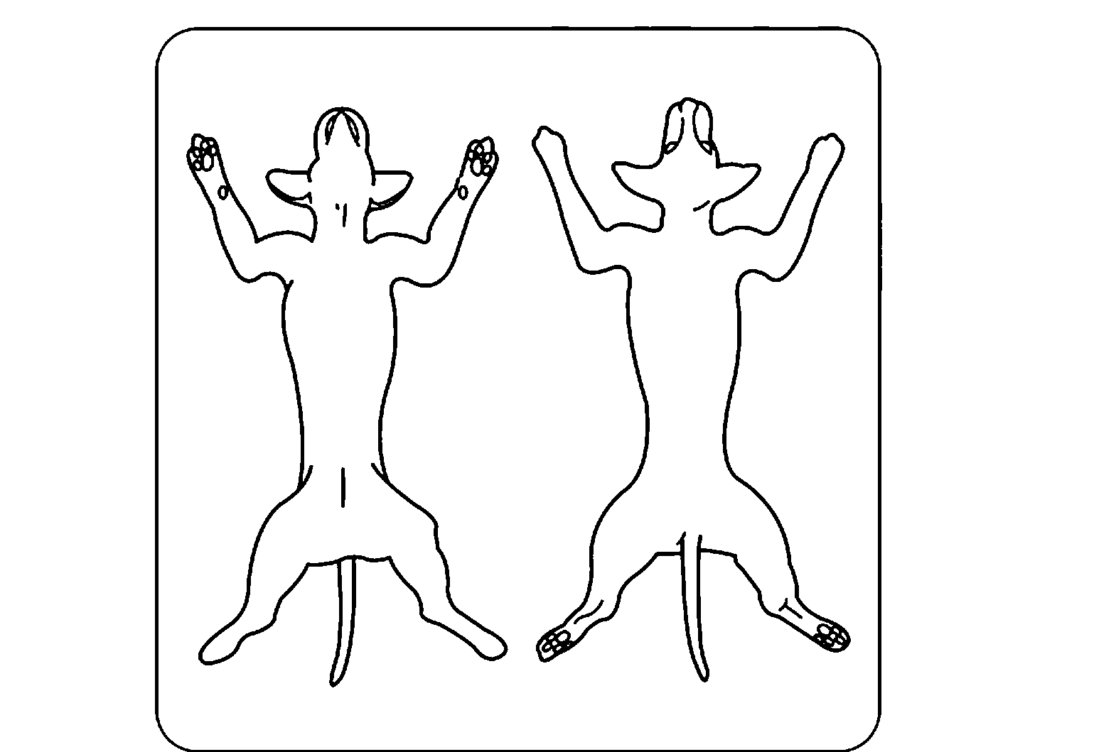 Dog body map — front and back view
