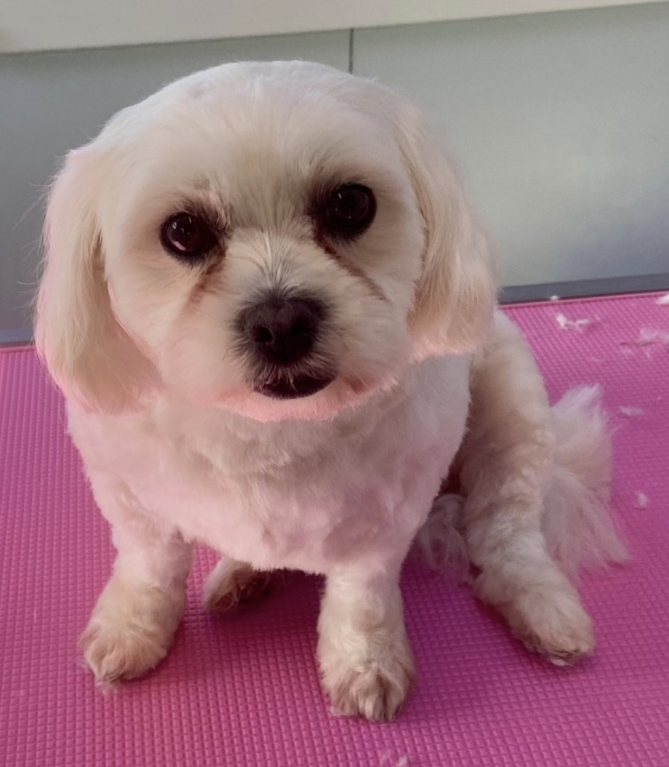 Freshly groomed dog at Pawlished Paws